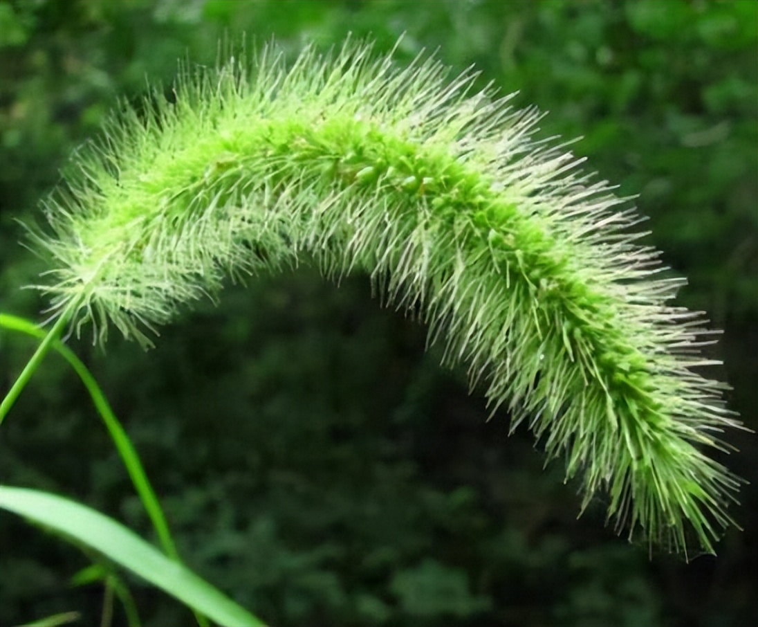 狗尾巴草哪部分可煮水喝,狗尾巴草煮水喝的功效及传说