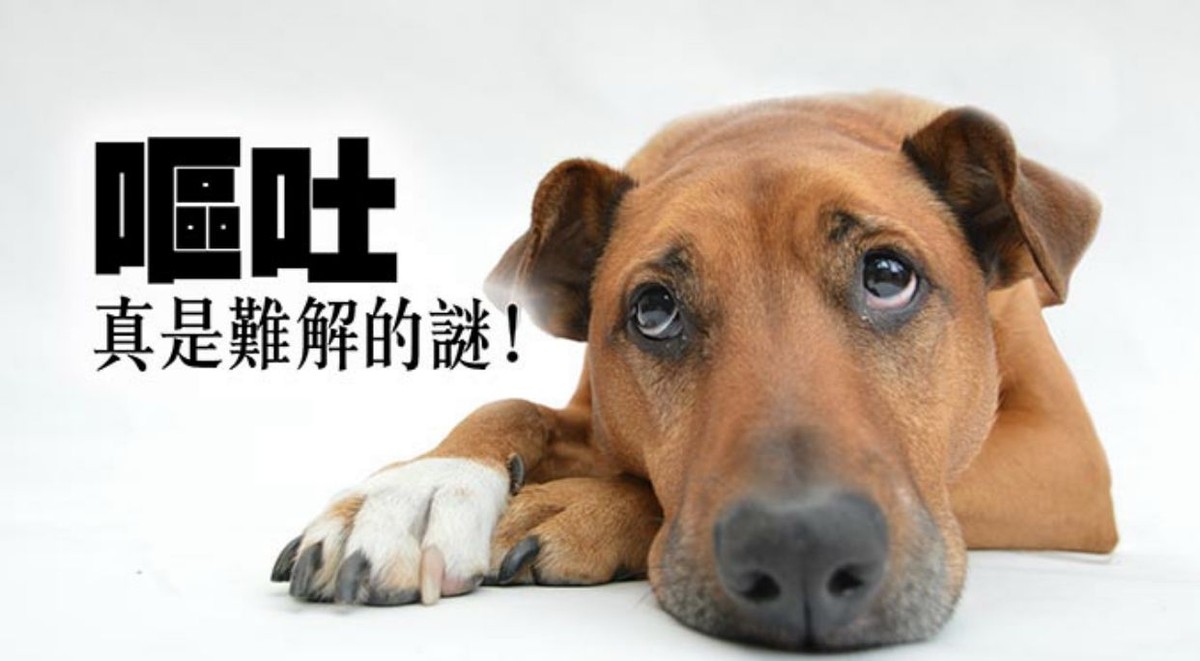 狗吃了老鼠药一般多久熬过危险期,狗误食老鼠药多久证明过了危险期