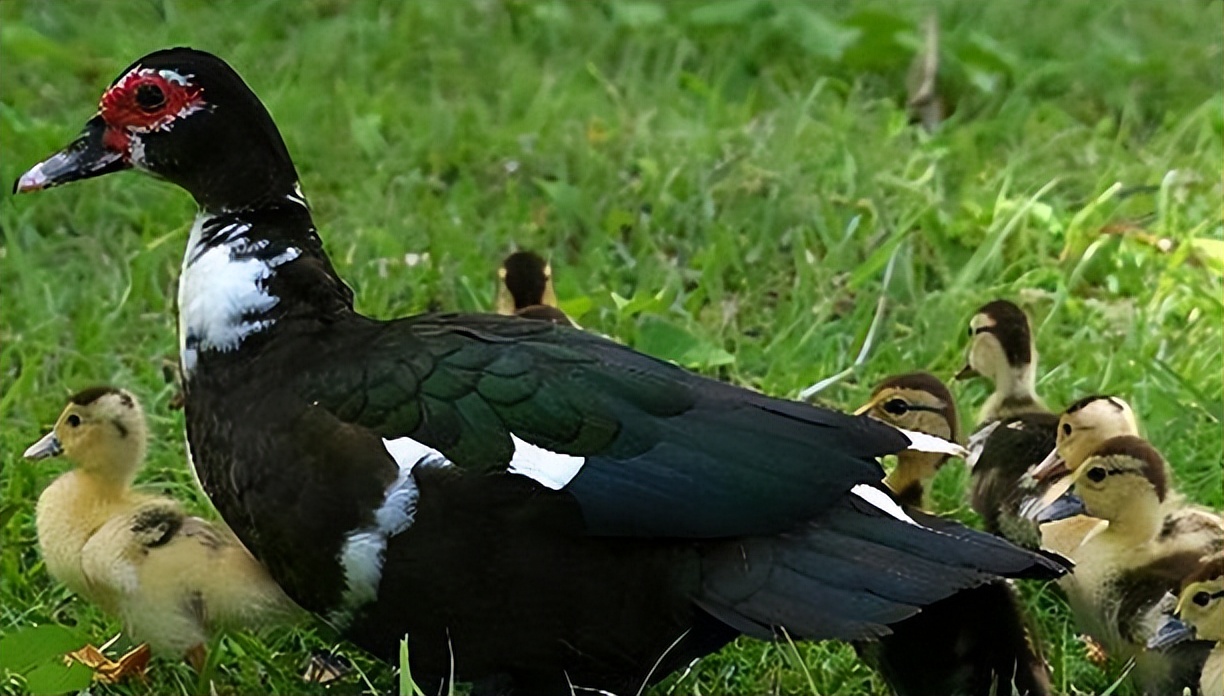 鸭子大肠杆菌用什么中药治疗,禽大肠杆菌防治方法