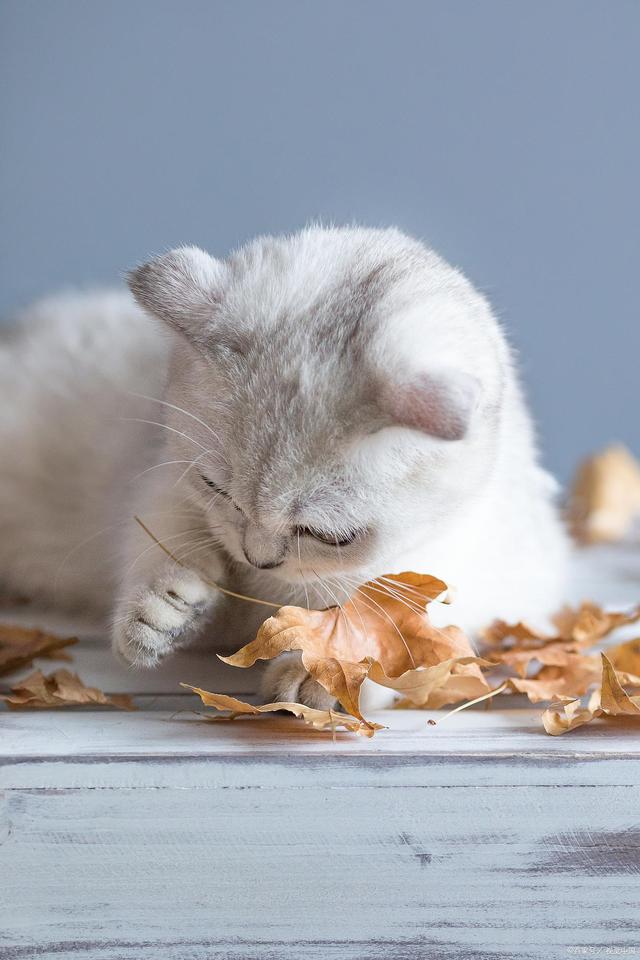 养猫挣钱么有什么风险,养猫到底赚不赚钱
