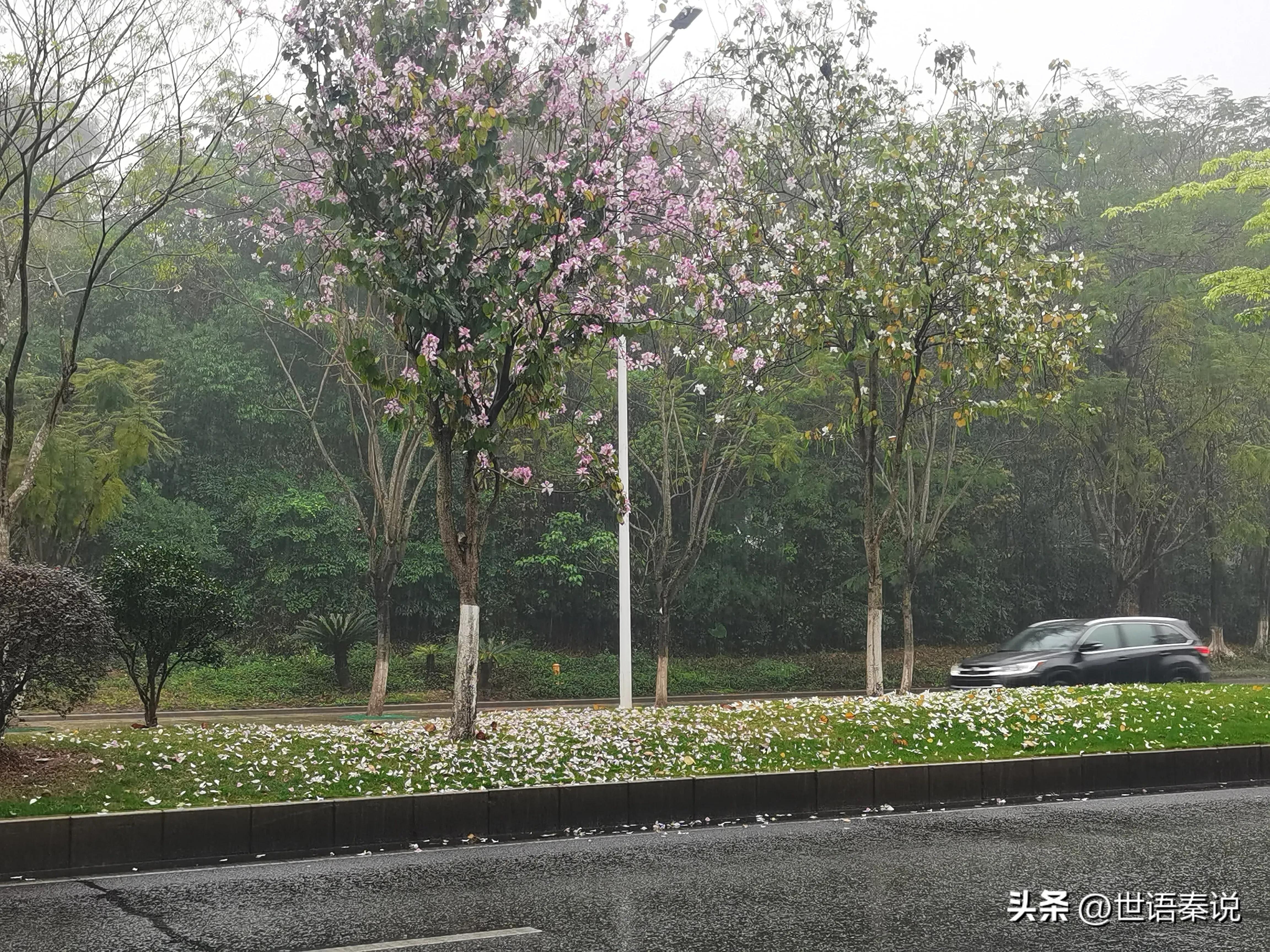 雨中漫步在公园里,独自漫步在郊野公园