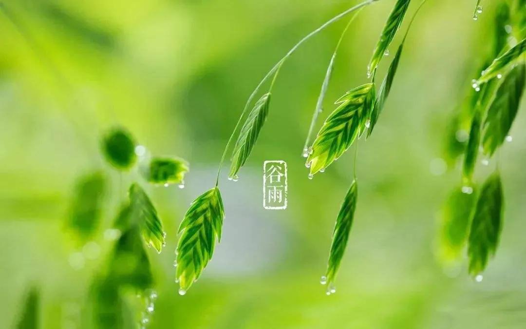 谷雨,谷雨顺口溜