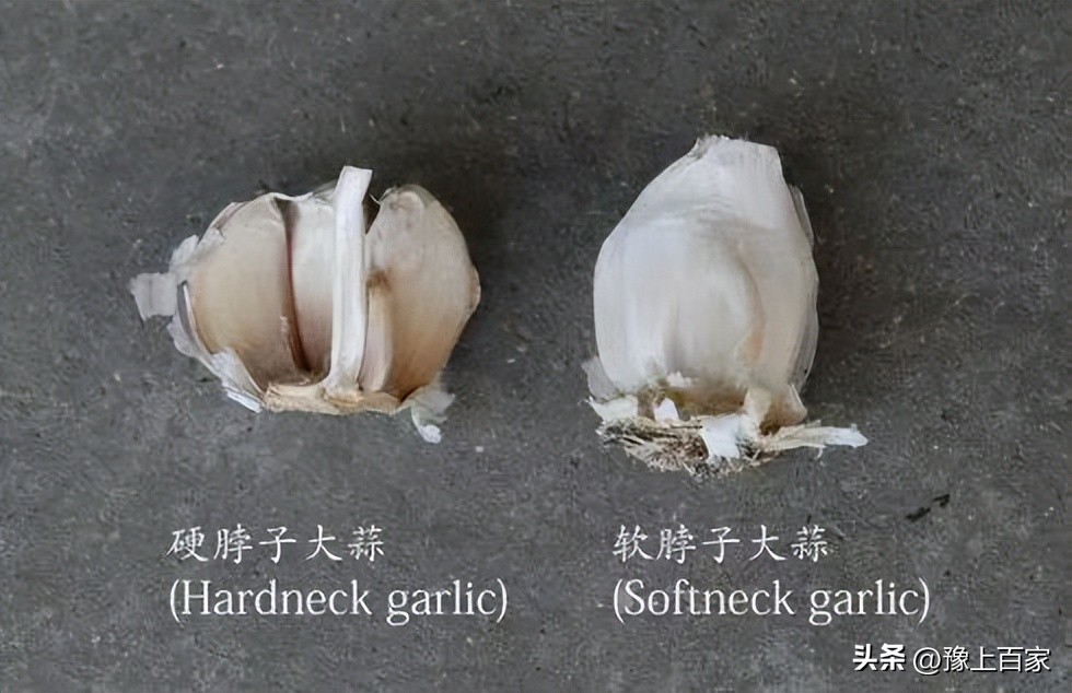 独头大蒜和普通大蒜的区别,脖子上套大蒜有什么科学依据吗