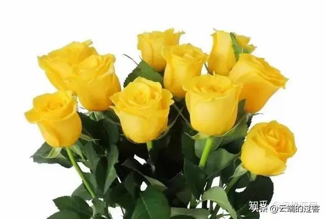1到99朵玫瑰的含义图片,1到99朵玫瑰花语是什么