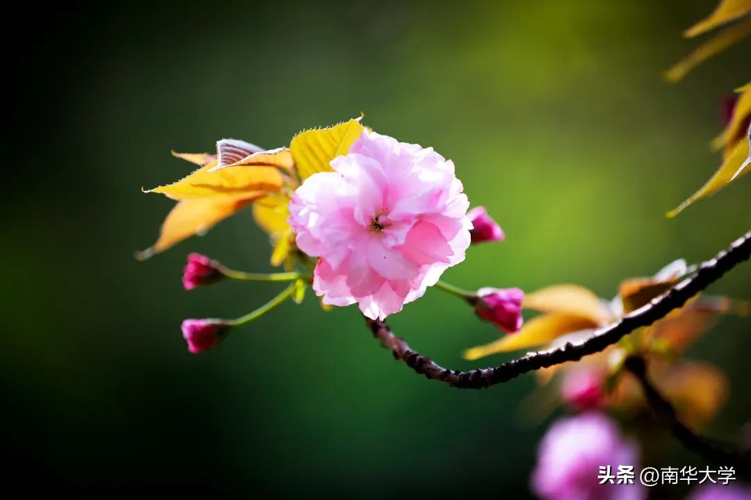 南华大学校花全集,校花南华大学