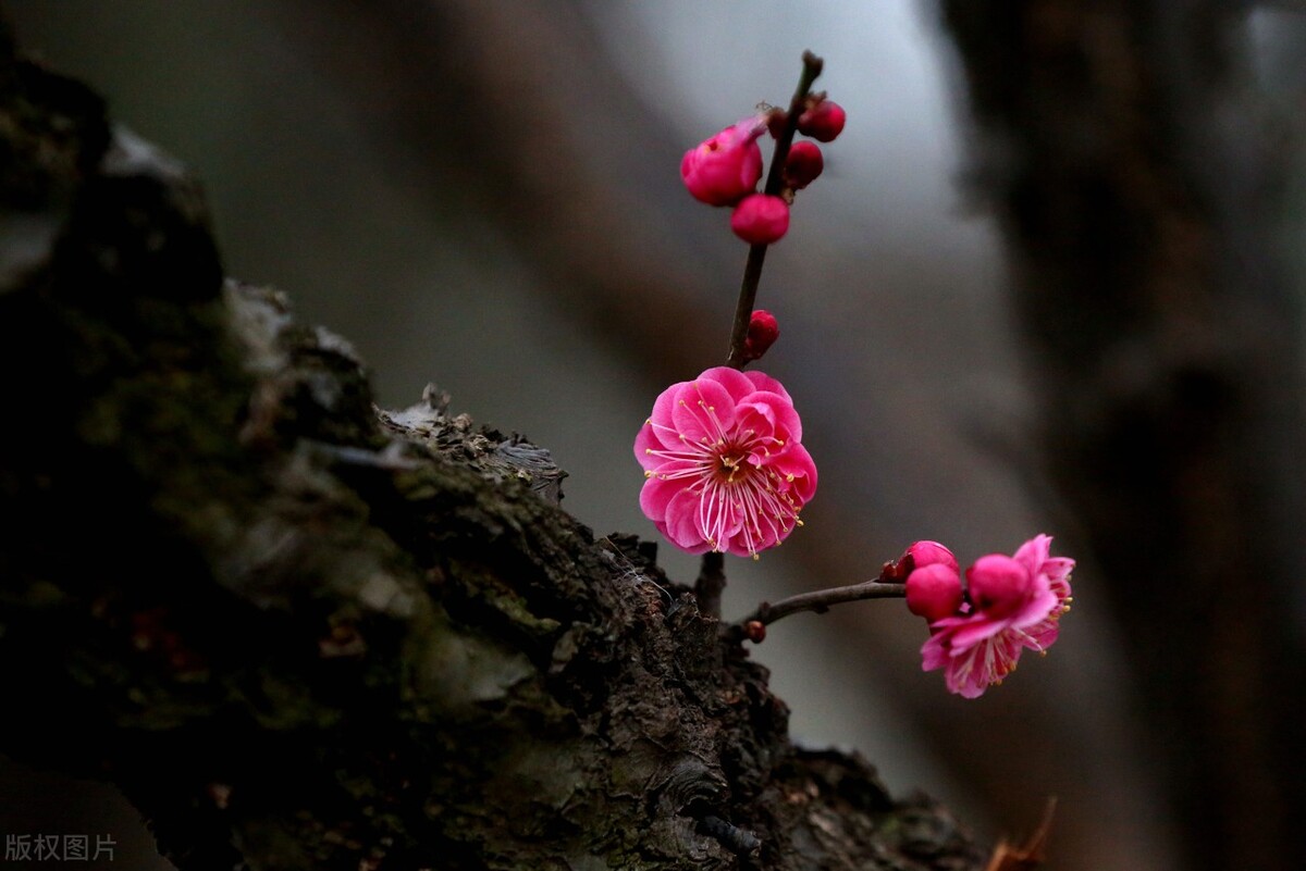 2022年愿身边所有的人都平安喜乐,2021你好愿平安喜乐万事顺遂图片