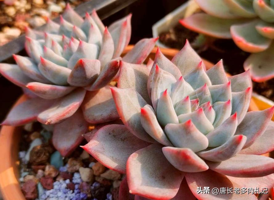 叶插的多肉长得和母本一样吗,叶插多肉要多大才干掉母叶