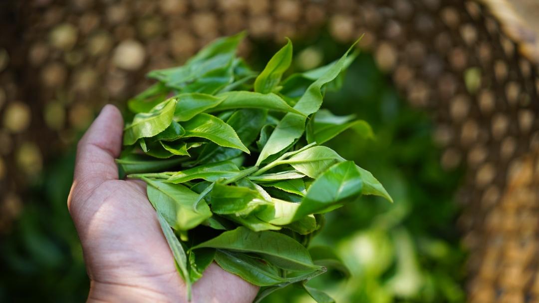 内含物质高达52％的茶种，竟然在云南？|2023茶山播报06