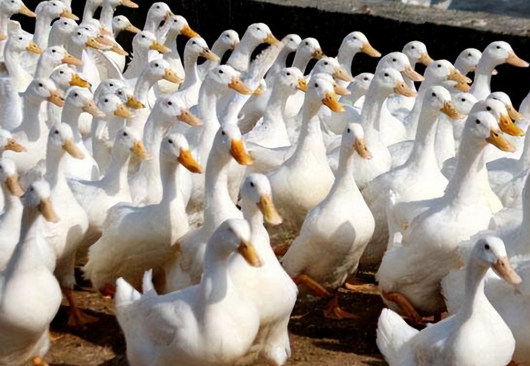 青年鸭饲养管理,青年蛋鸭的饲养与管理