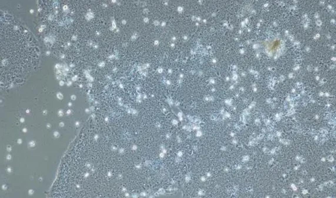 为什么日本人要杂交胚胎实验,日本人的杂交实验成功了吗