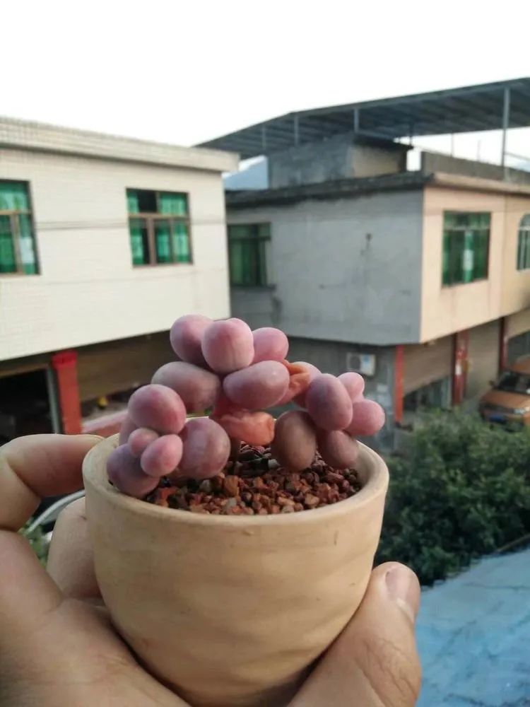 送我一轮明月文案,送我一轮明月