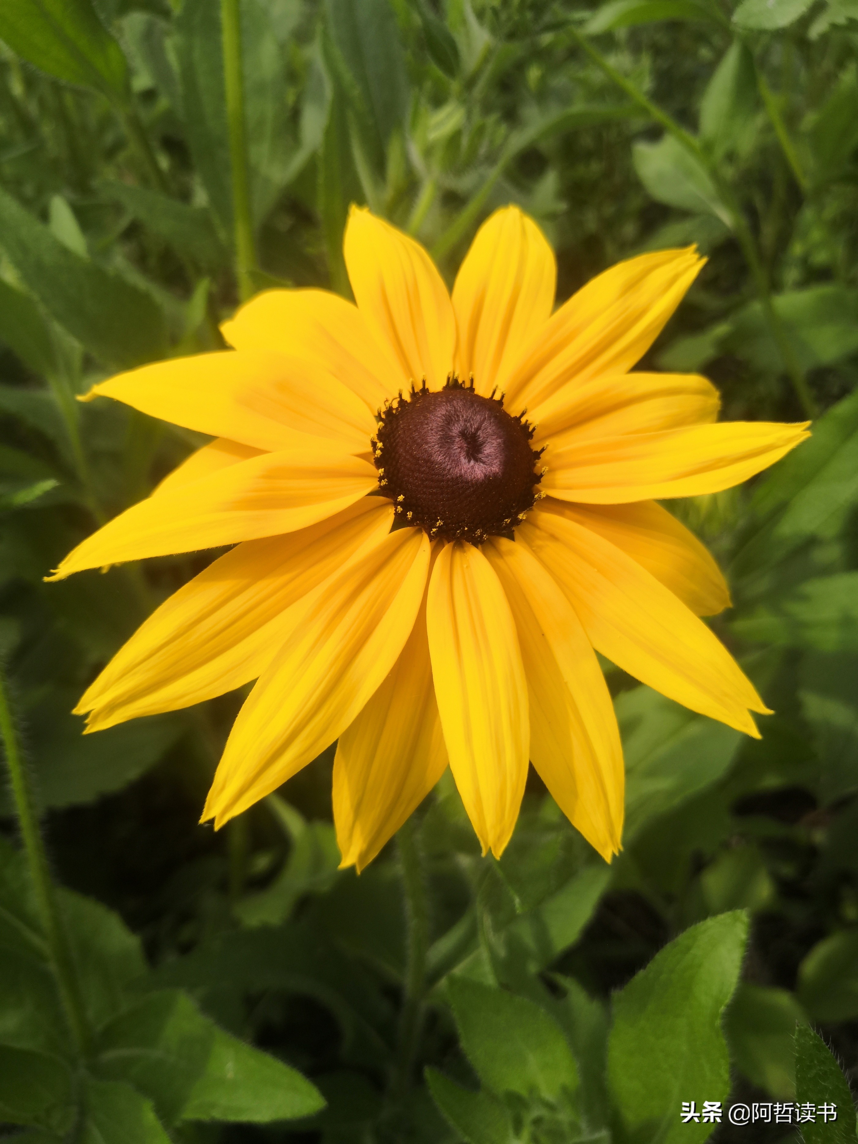 黑心金光菊:花名不雅,花姿灿烂,菊花里独特耀眼的一款