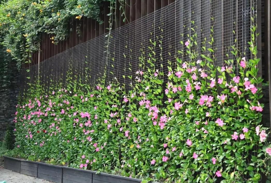爬墙的绿植花卉有哪些,可以一年四季可以养的爬墙绿植