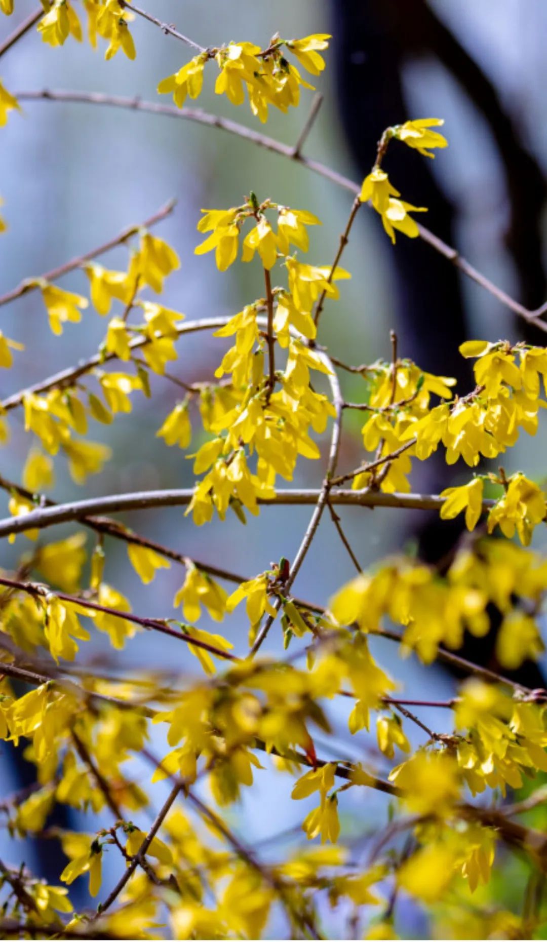 济南这个周末适合哪里赏花,济南春天赏花好去处