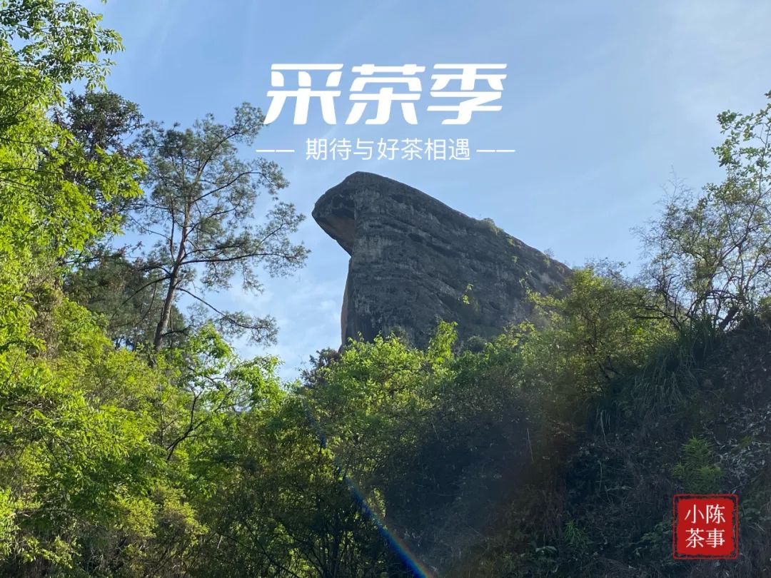 水仙足火乌龙茶马口味道怎么样,武夷岩茶老枞水仙1999年的能喝吗