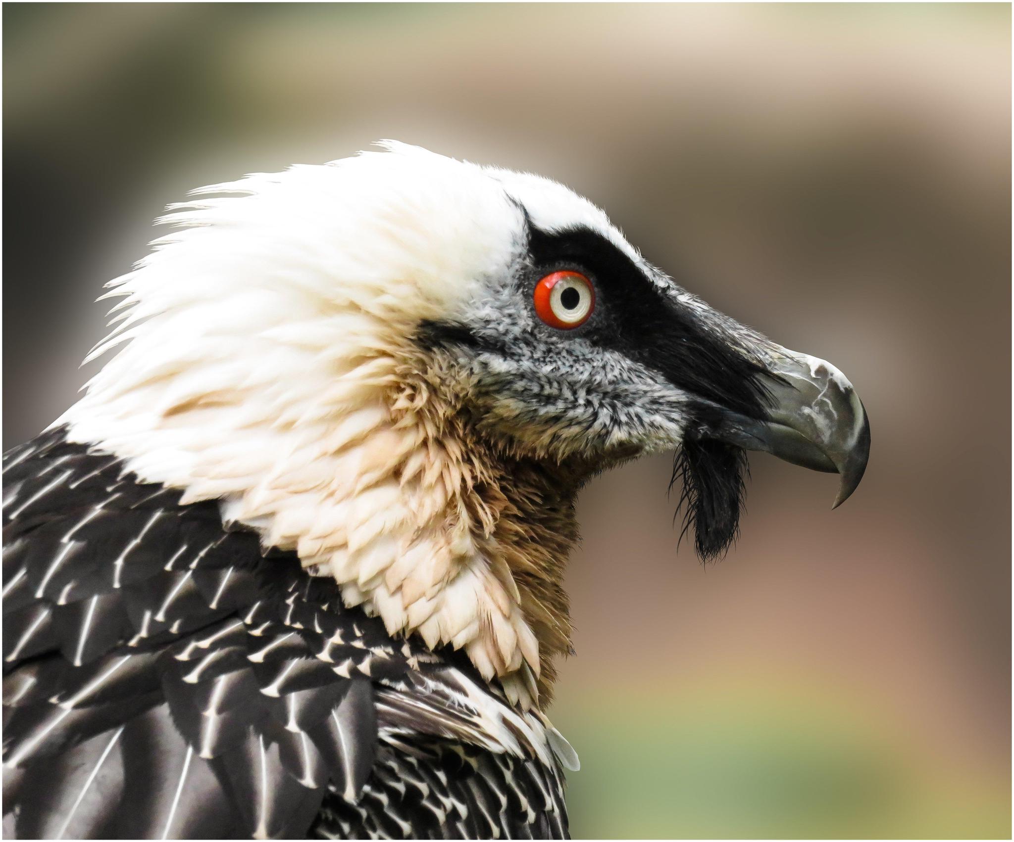 哪些鸟是猛禽,什么鸟属于猛禽
