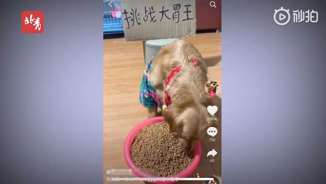 六百万网红想洗白反被封，他哭了狗笑了？网友：他活该