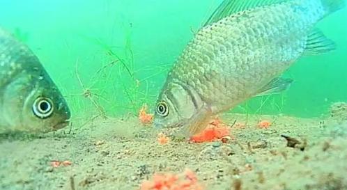 鲫鱼吃口浮漂缓慢下沉,鲫鱼吃口老是顶漂和横漂