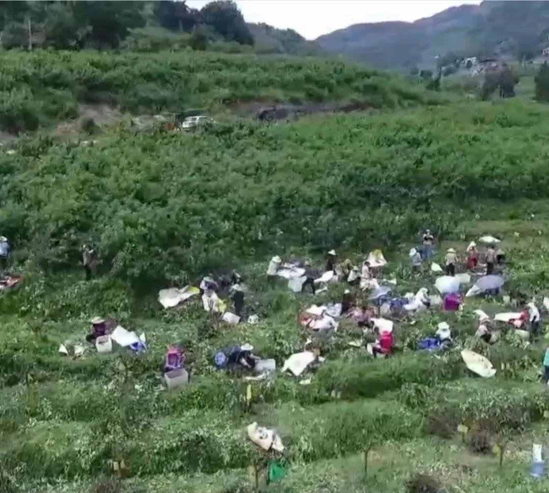 重庆男子加工花椒，无意间在蒸汽中发现端倪，靠蒸汽年收入300万