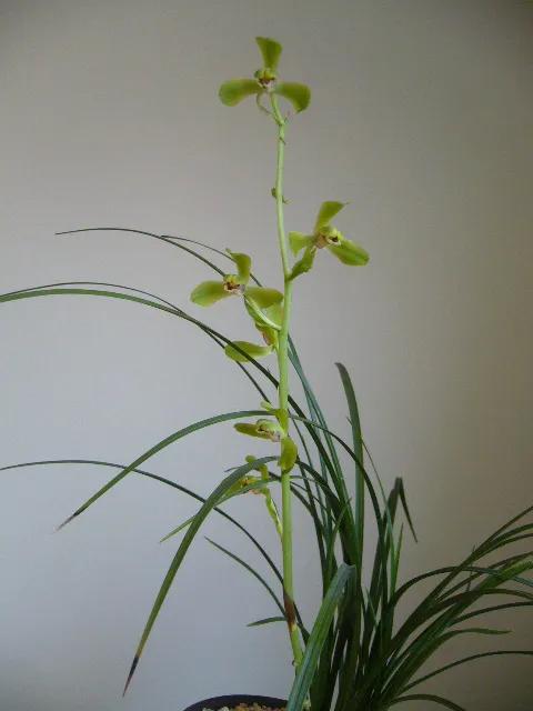 蕙兰老八种图片,蕙兰新八种图片高清