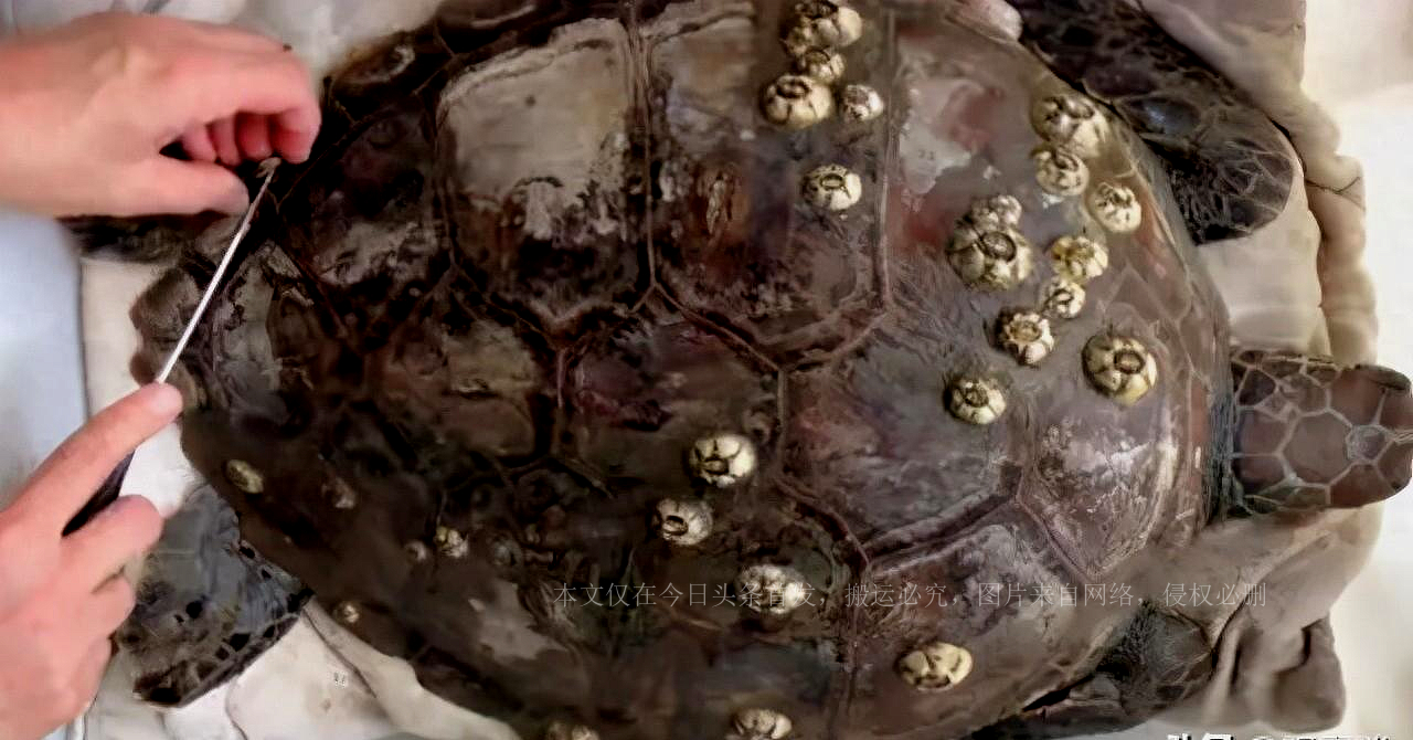 缇庡浗澶勭悊钘ゅ６,缇庡浗娴峰啗钘ゅ６