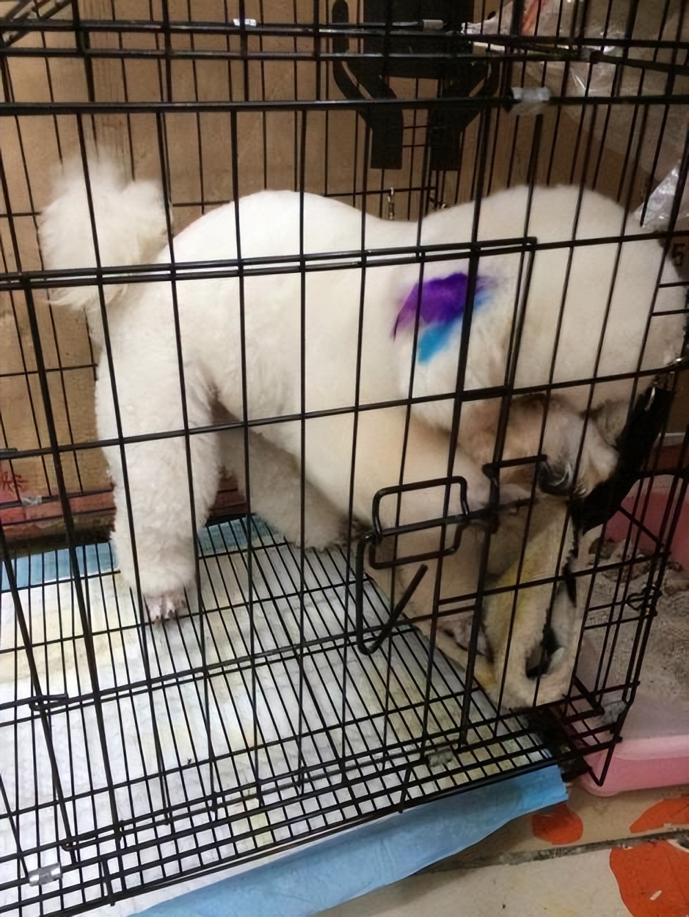 千万不要被比熊这几种行为骗了,不管你和谁相处记住哪5句话