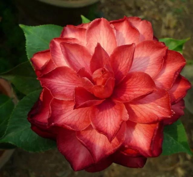 大海伦茶花是复色吗,大海伦山茶花品种介绍