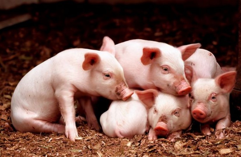 网易老总丁磊砸几千万养猪，如今13年过去了，为何不赔钱反赚了？