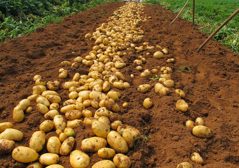 如何储存土豆放置时间长不发芽,刚切好的土豆怎么保存