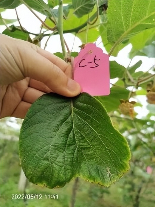 香芹酚与灰霉病,柑橘灰霉病用香芹酚