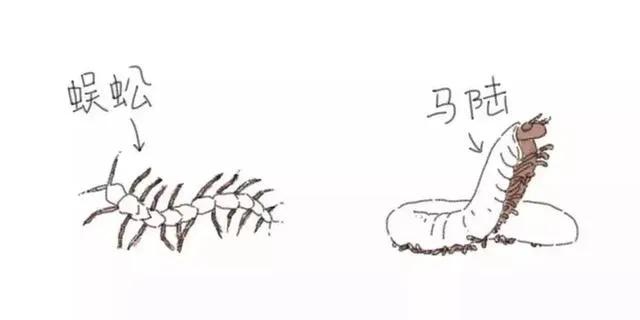 蜈蚣是叫千足虫还是百足虫,有点像蜈蚣又有点像百足虫