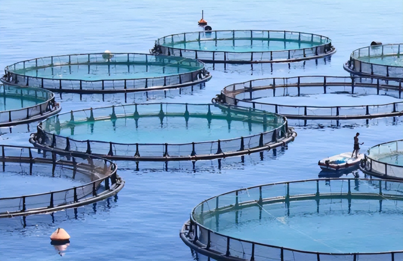 海鱼比淡水鱼好在哪里,为什么海鱼比淡水鱼好吃