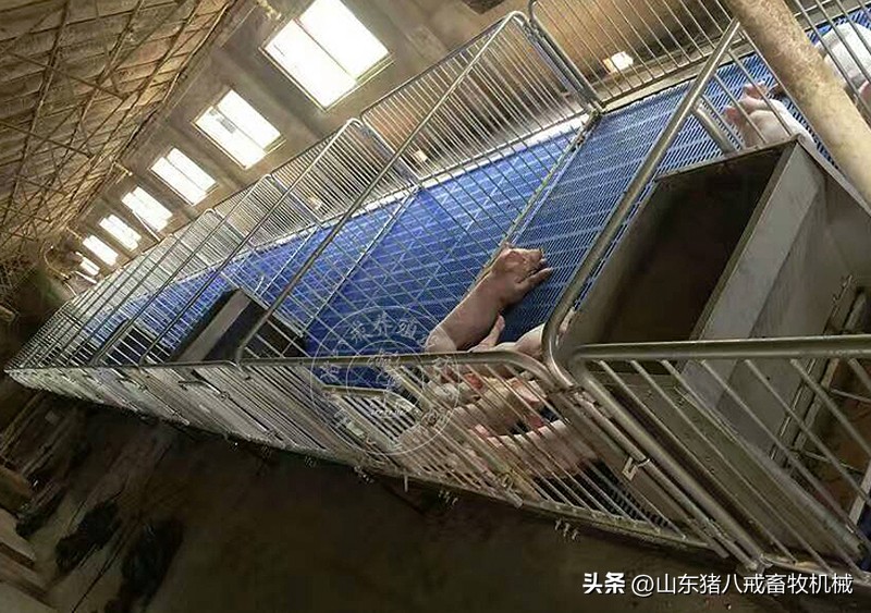 仔猪保育床饲养多少头合适,仔猪保育床一平方养多少个猪