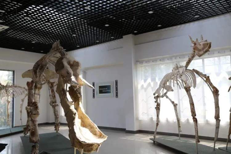 顾村公园冬季好玩吗,顾村公园游玩线路攻略一日游