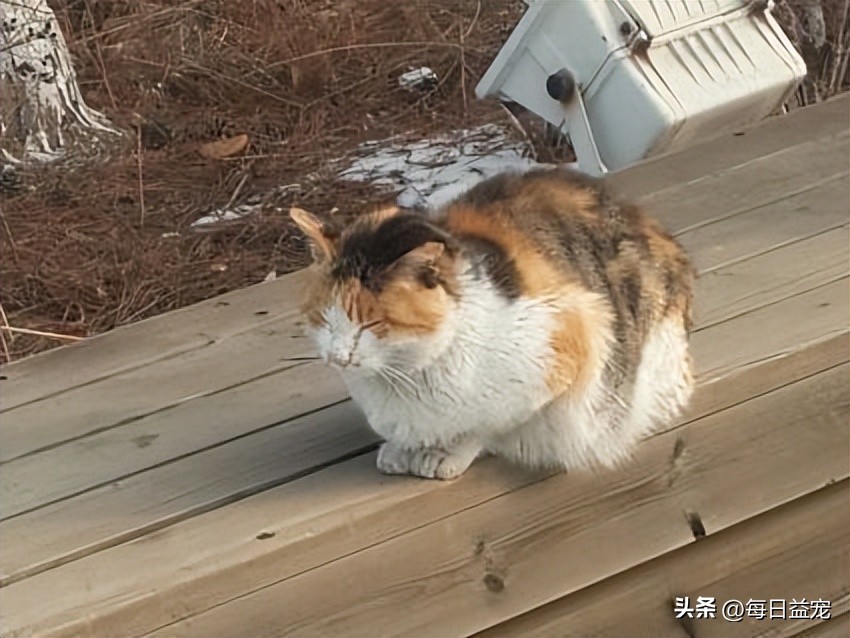 外卖小哥暴打流浪猫后续,外卖员暴打猫咪后续