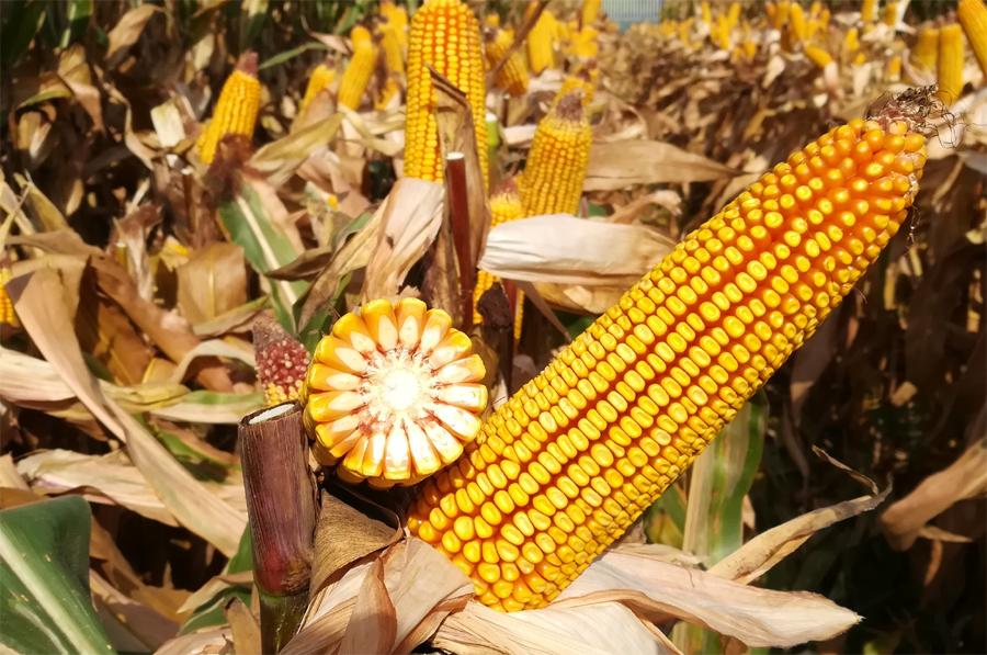 玉米种多少钱一袋,玉米种二三十一斤贵吗