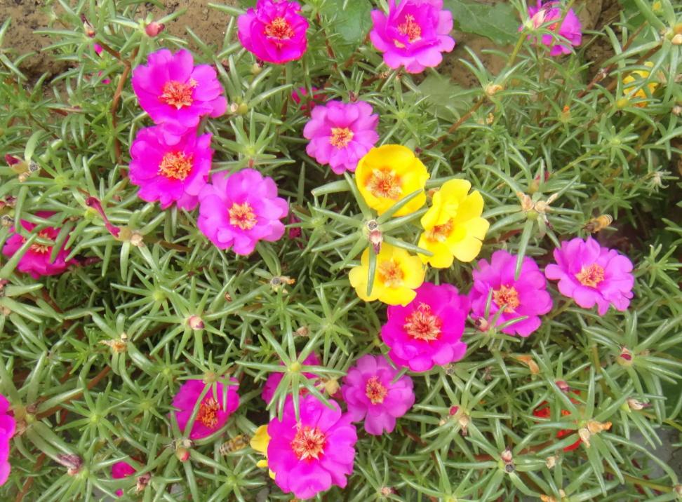 4种“爱晒太阳”的植物，越晒长得越好，枝繁叶茂，开花也就越多