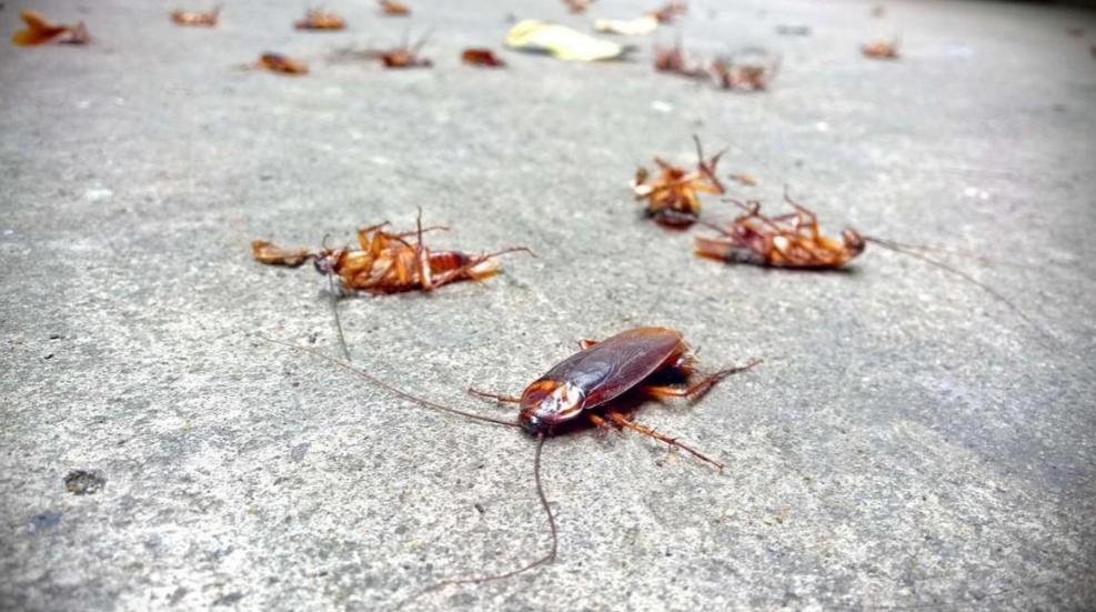 男子发现隔壁女租客房门口爬满蟑螂，开门一看吓懵：密密麻麻一屋