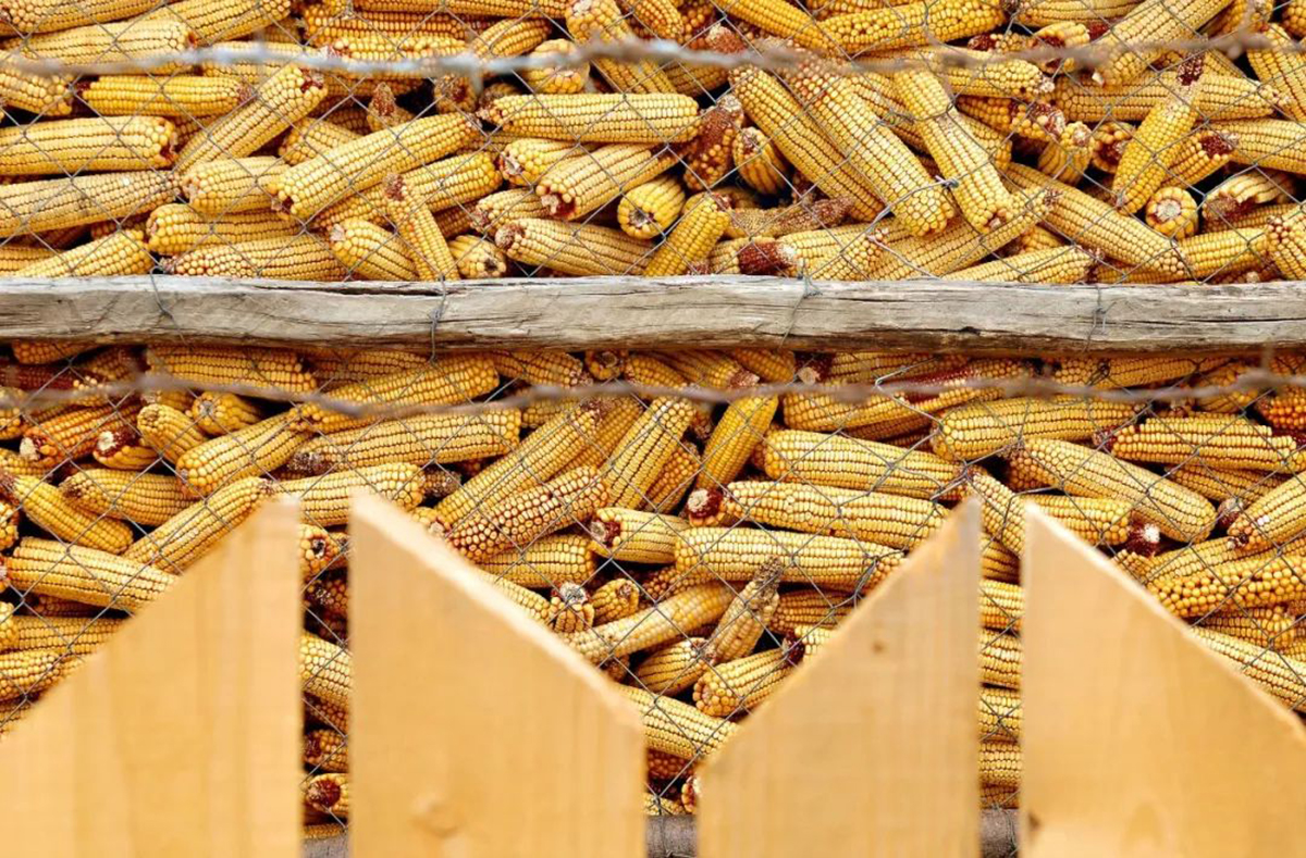 美国70万吨玉米订单被取消了吗,中国取消美国玉米订单吗