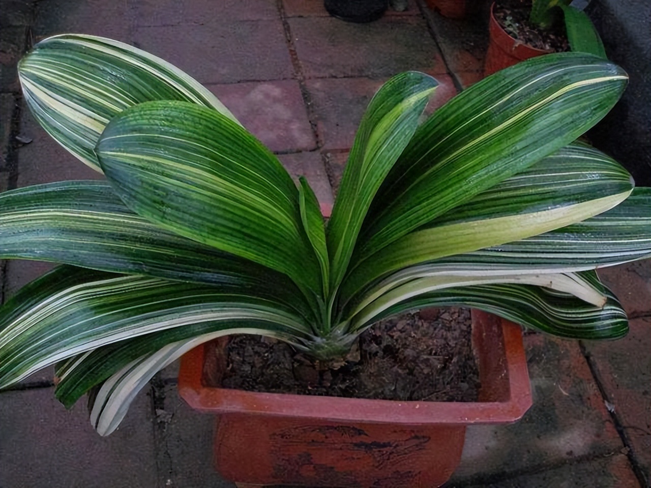 君子兰在二月份该如何管理,君子兰5月6月如何养护