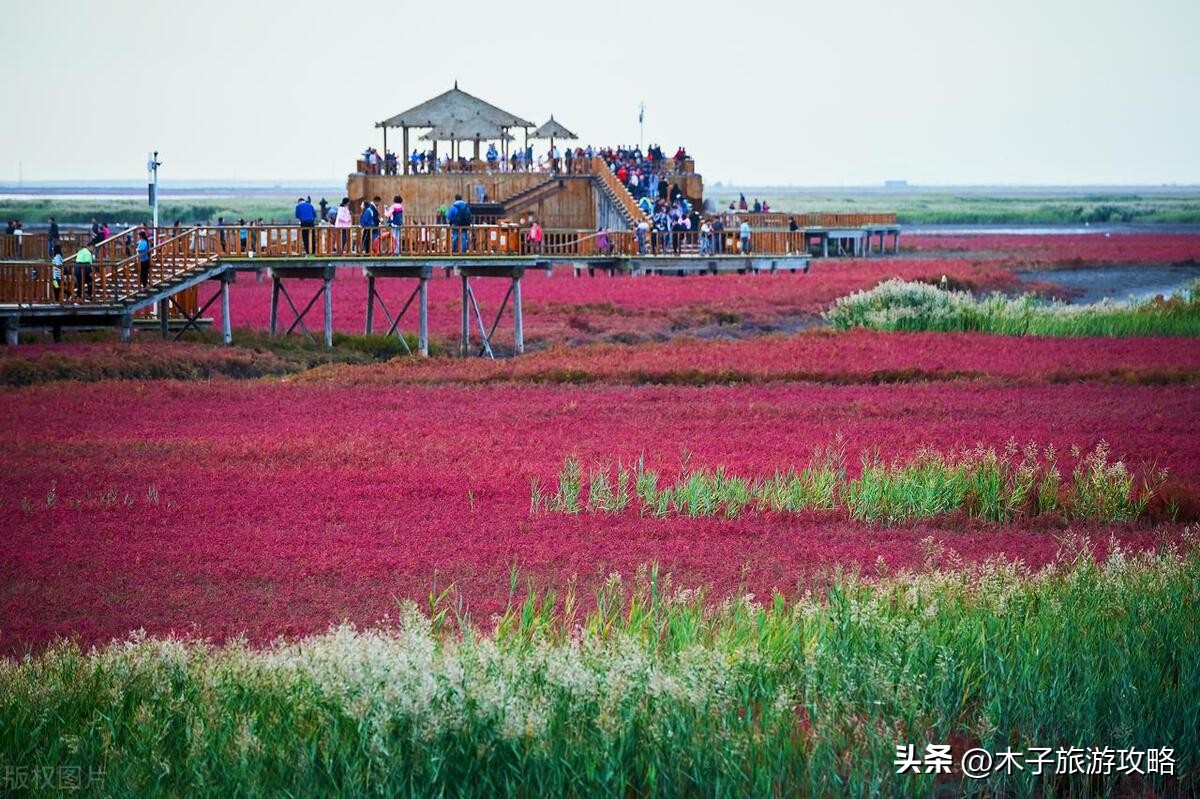 盘锦红海滩游玩攻略一日游,盘锦红海滩风景区游玩攻略