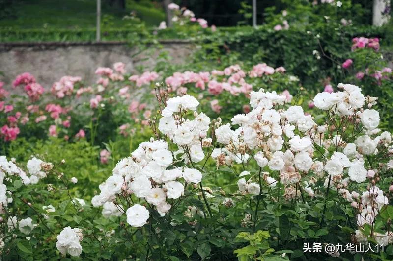 常见丰花月季品种一览,阳台盆栽丰花月季什么品种最好