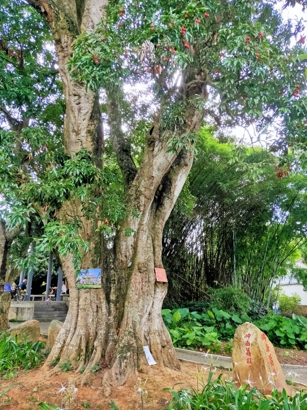 广西给“荔”千年有约——2023年广西荔枝产销对接暨北流市现代农业产业链招商活动将欢乐启幕!