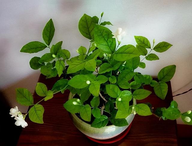 教你扦插大法扦插什么植物都能活,扦插小技巧栽培小妙招