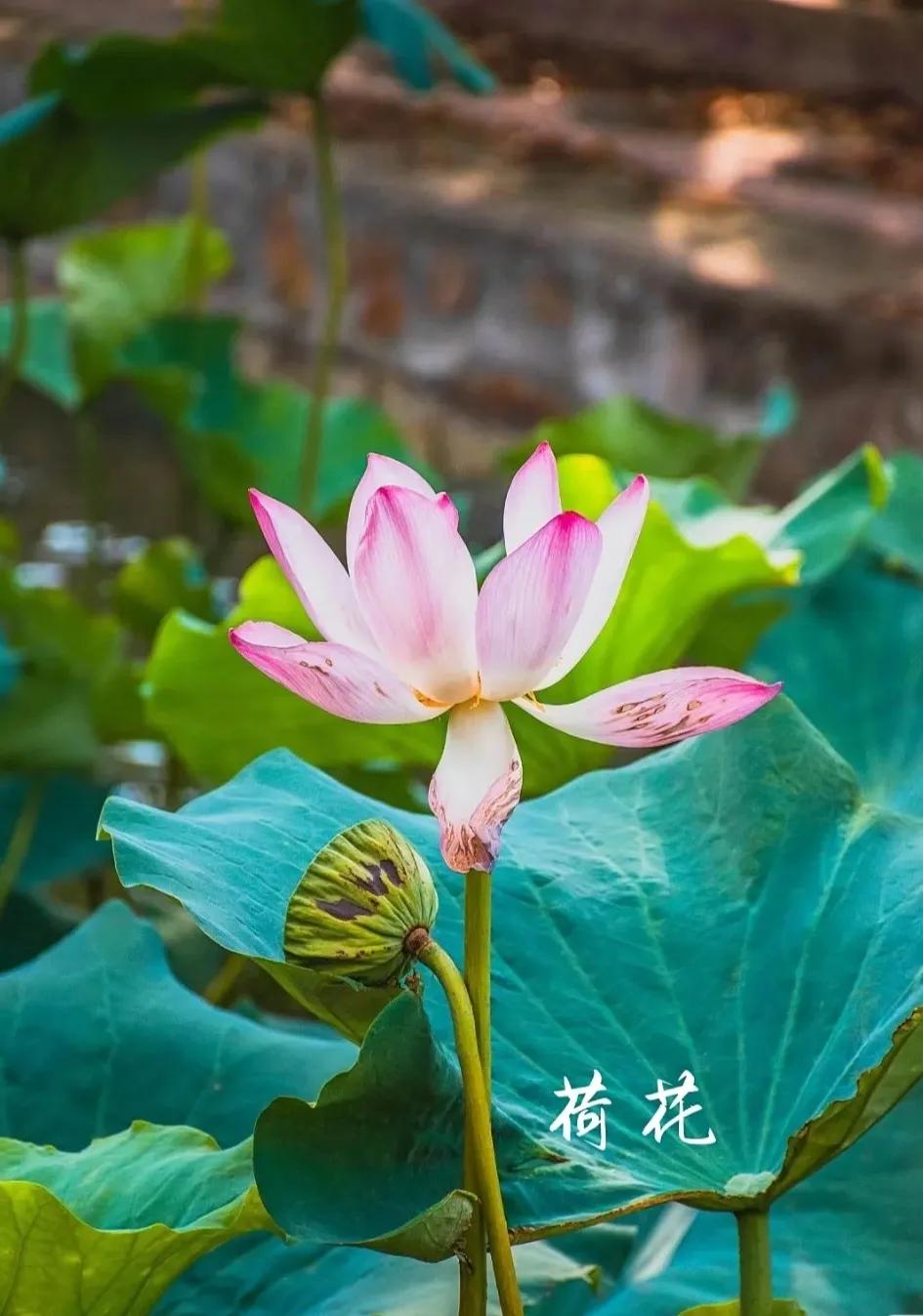 无穷莲叶，精彩纷呈