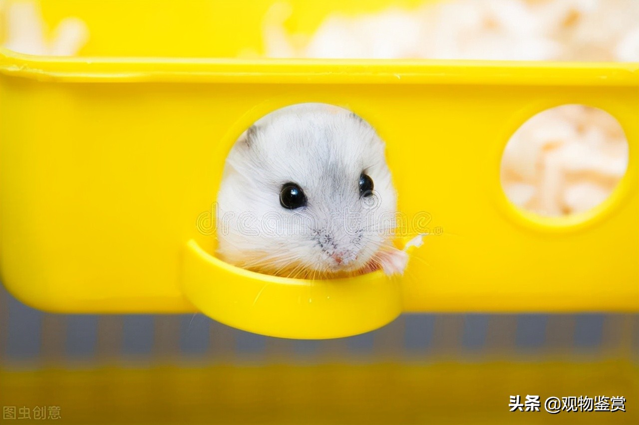 仓鼠咬笼子该怎么办,如何解决仓鼠啃咬笼子的问题