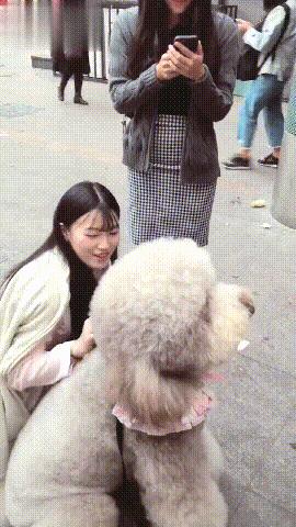 巨型贵宾饲养技巧,怎样饲养贵宾狗