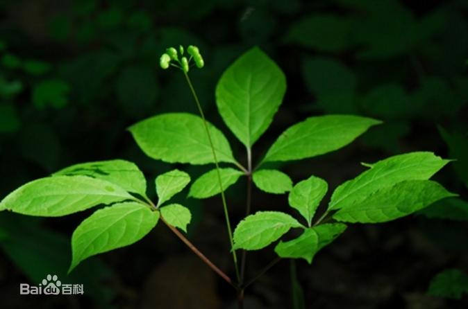 新鲜人参怎么用烘干机烘干,人参烘干最佳方法家用