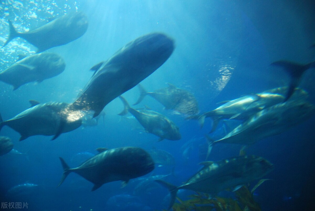 青岛11家国有a级景区免费开放,青岛有哪些免费A级景区