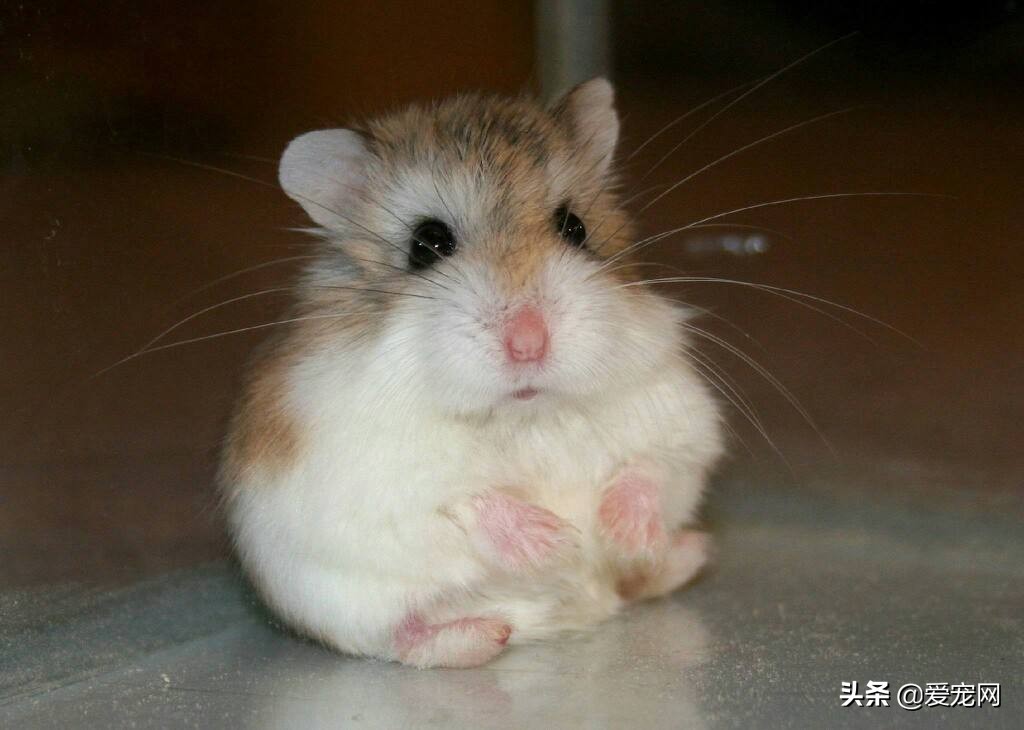 仓鼠饲养十大禁忌有哪些呢,仓鼠饲养十大禁忌是什么呢